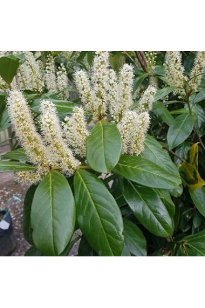 Лавровишня  Новіта білі квіти зібрані у вертикальні суцвіття